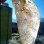 Natural Collector Beryl Crystal